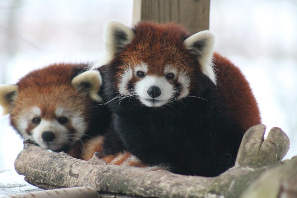 Red Pandas - Kara Nickerson- Sep